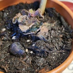 Flame Violet plant
