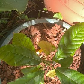 Photo of the plant species Cacao Tree by @DotingMatagouri named Robert Plant on Greg, the plant care app