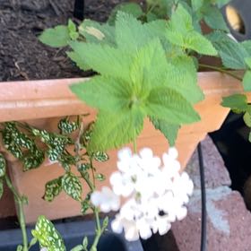 Photo of the plant species Velvet Shrubverbena by @AgileDutchiris named Hamilton on Greg, the plant care app