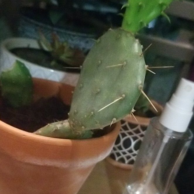 Photo of the plant species Prickly Pear Cactus by @TalentedTukauki named Kendall on Greg, the plant care app