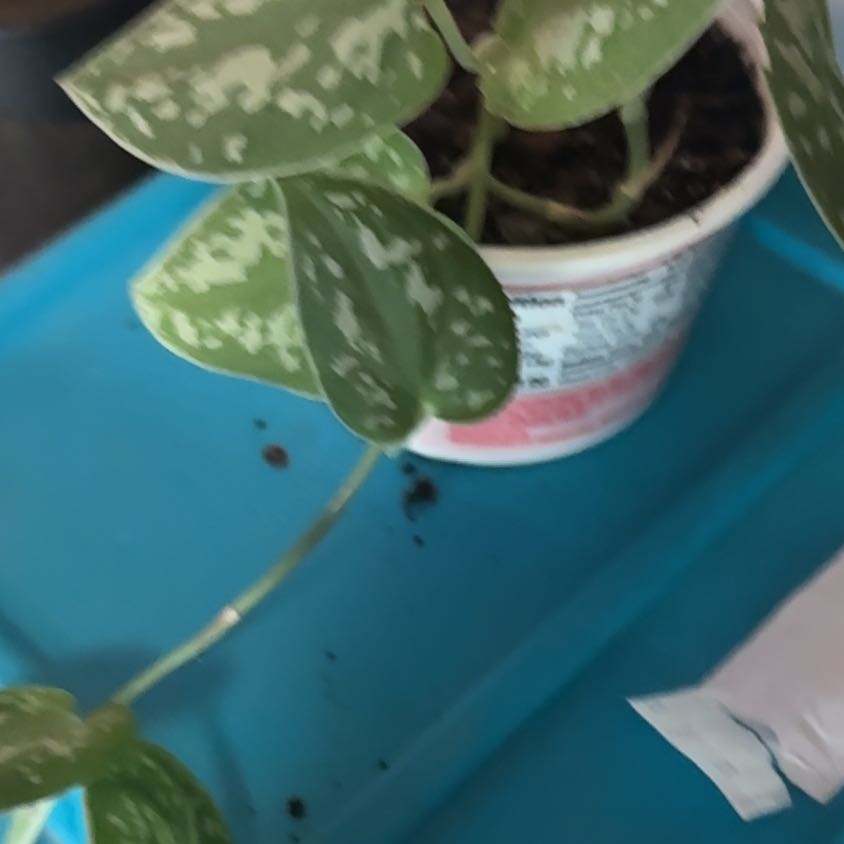 Photo of the plant species Tradescantia 'Sweet Kate' by @SportRedpepers named Stella on Greg, the plant care app