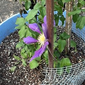 Photo of the plant species Purple Clematis by @SportRedpepers named Lavender on Greg, the plant care app