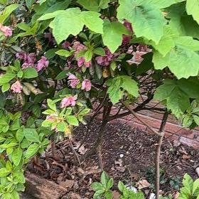 Photo of the plant species Oakleaf Hydrangea by @SportRedpepers named Mochi on Greg, the plant care app