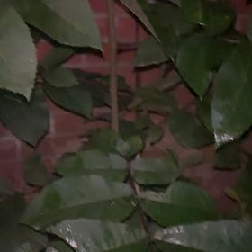 Photo of the plant species Pecan by @SportRedpepers named Planty on Greg, the plant care app