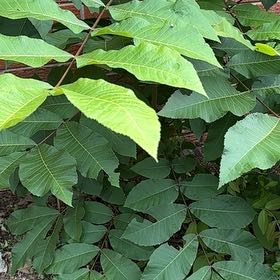 Photo of the plant species Lagerstroemia Speciosa by @SportRedpepers named Dolores on Greg, the plant care app