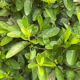 Photo of the plant species Garden Privet by @SportRedpepers named Bruce Lee on Greg, the plant care app