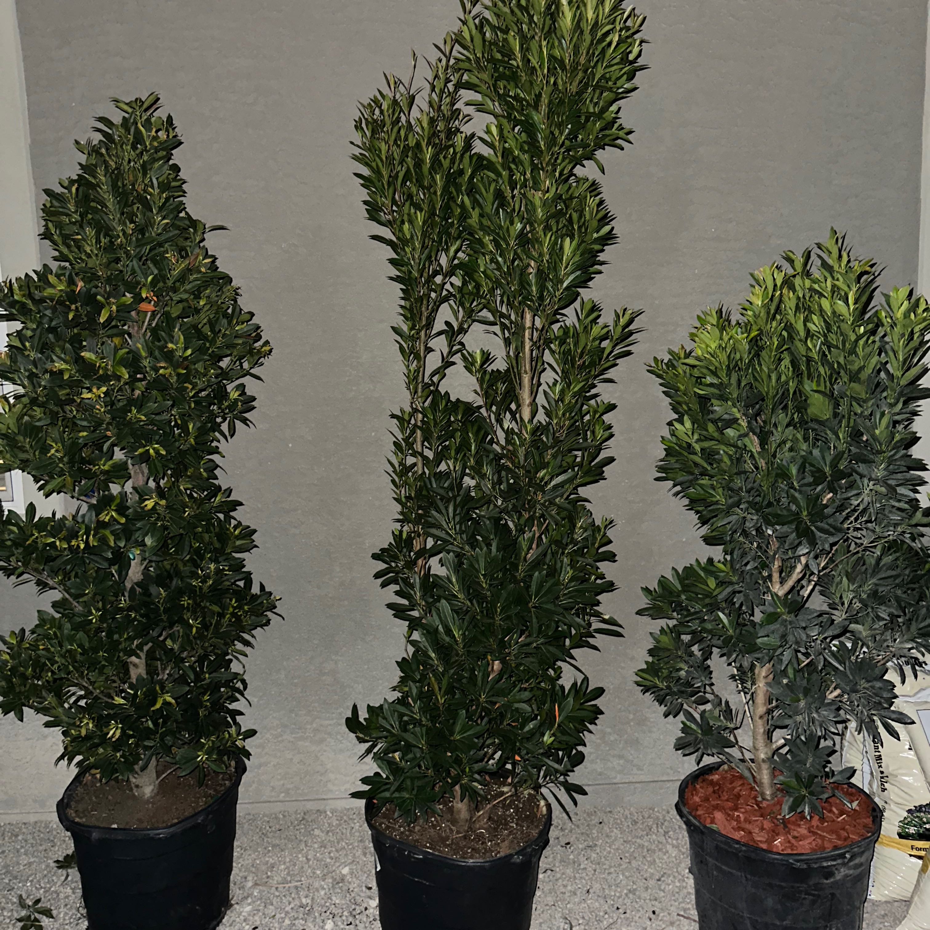 Photo of the plant species japanese blueberry by @MerryGladiolus named Tree Diddy on Greg, the plant care app