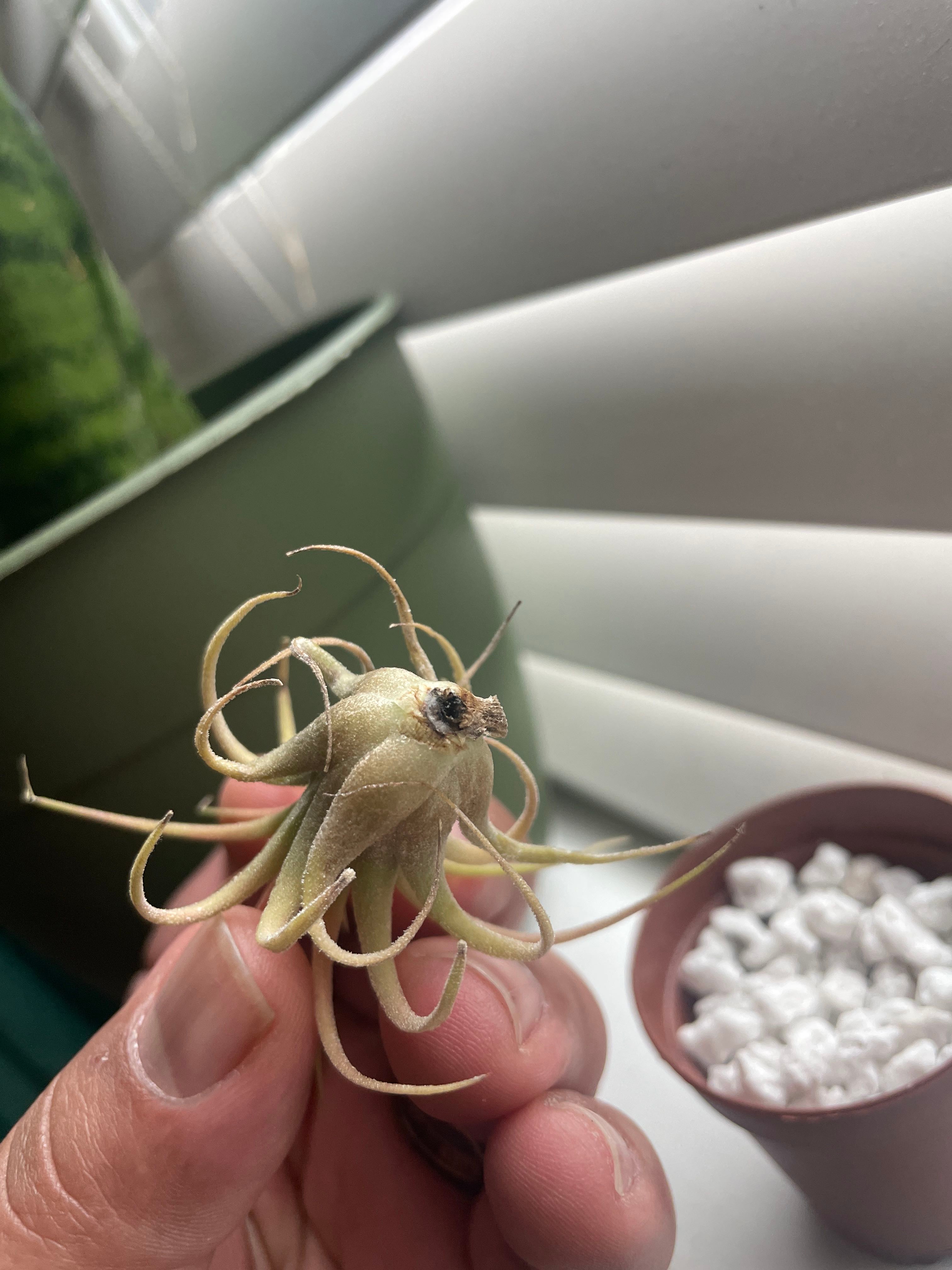🌬️ Why Your Air Plant Is Not Doing Well