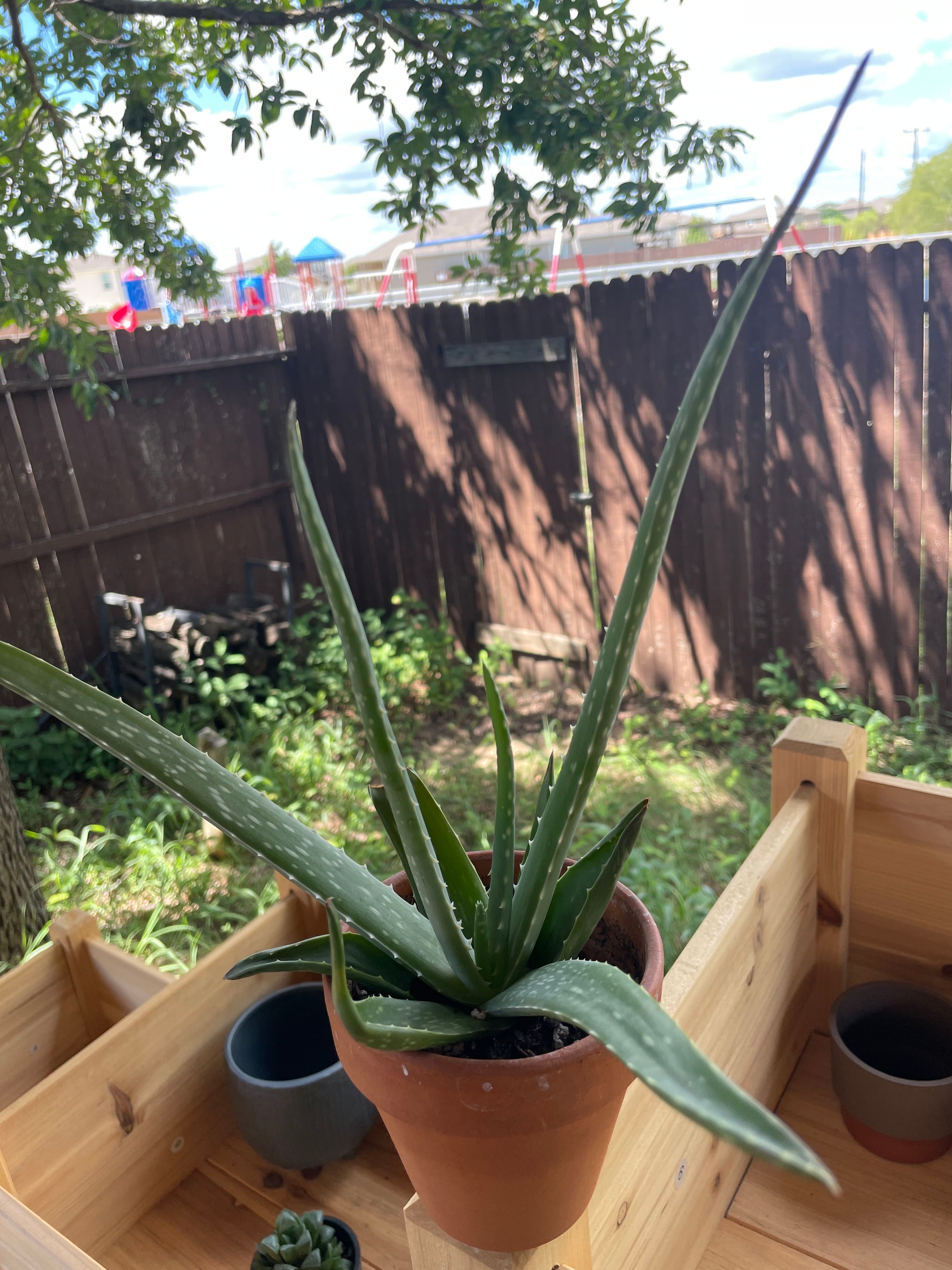 Reasons Why Your Aloe 'Firecracker' Won't Flower 🎆