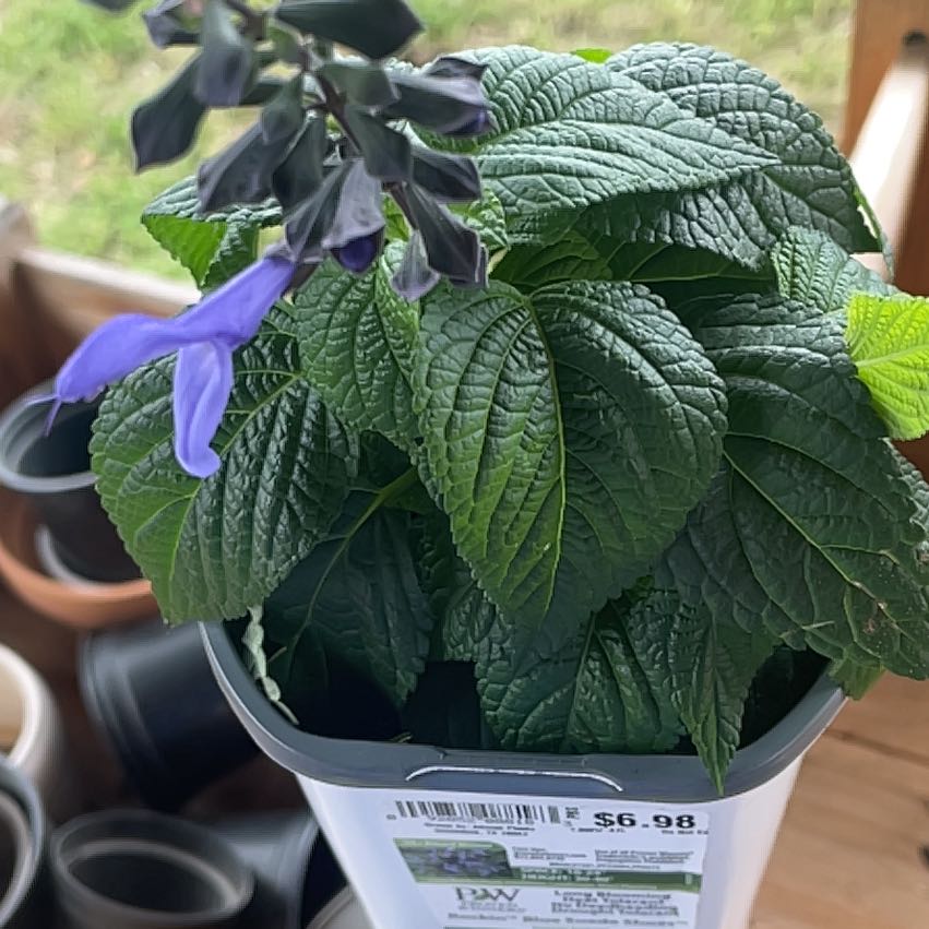 Photo of the plant species Salvia 'Rockin' Blue Suede Shoes' by @PlantLord named Sahara on Greg, the plant care app