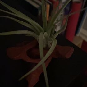 Photo of the plant species Tillandsia melanocrater by @Hauntedgardner named Wall-E on Greg, the plant care app