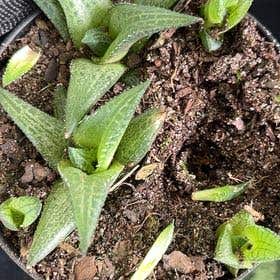 Photo of the plant species Haworthia emelyae comptoniana by @DreamyAnthemis named Surya on Greg, the plant care app