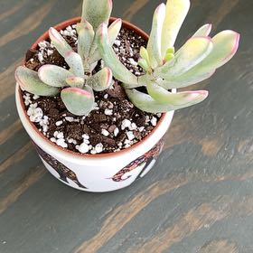 Photo of the plant species Unicorn plant by @DreamyAnthemis named Athena on Greg, the plant care app