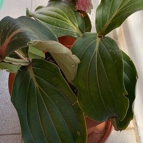 Photo of the plant species Malaysian Orchid by @PetiteChamisa named Muhammad Ali on Greg, the plant care app