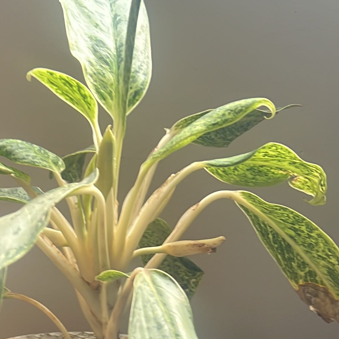Chinese Evergreen 'Golden Madonna' plant with variegated leaves, some browning and curling.