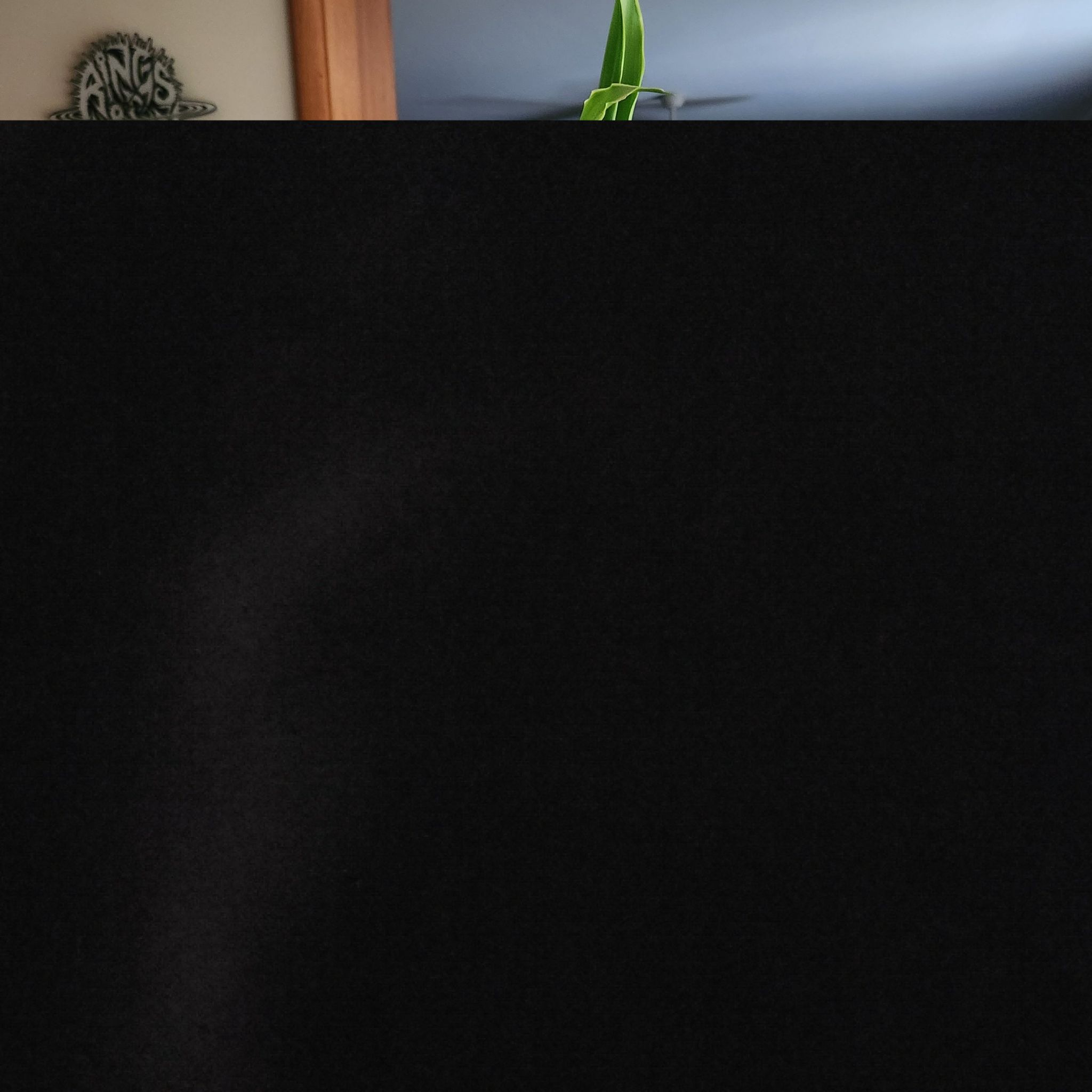 Photo of the plant species Moonlight Dragon Tree by @ChiefDeathcap named Miley on Greg, the plant care app