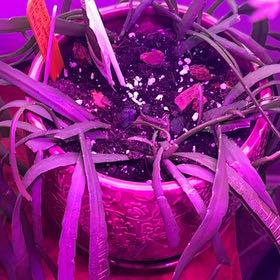 Photo of the plant species Forest Cactus by @TopdogSweetmint named Kylie on Greg, the plant care app