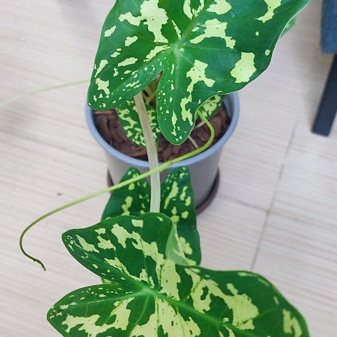 Photo of the plant species Caladium 'Poison Dart Frog' by @RadOrangezest named Kylie on Greg, the plant care app