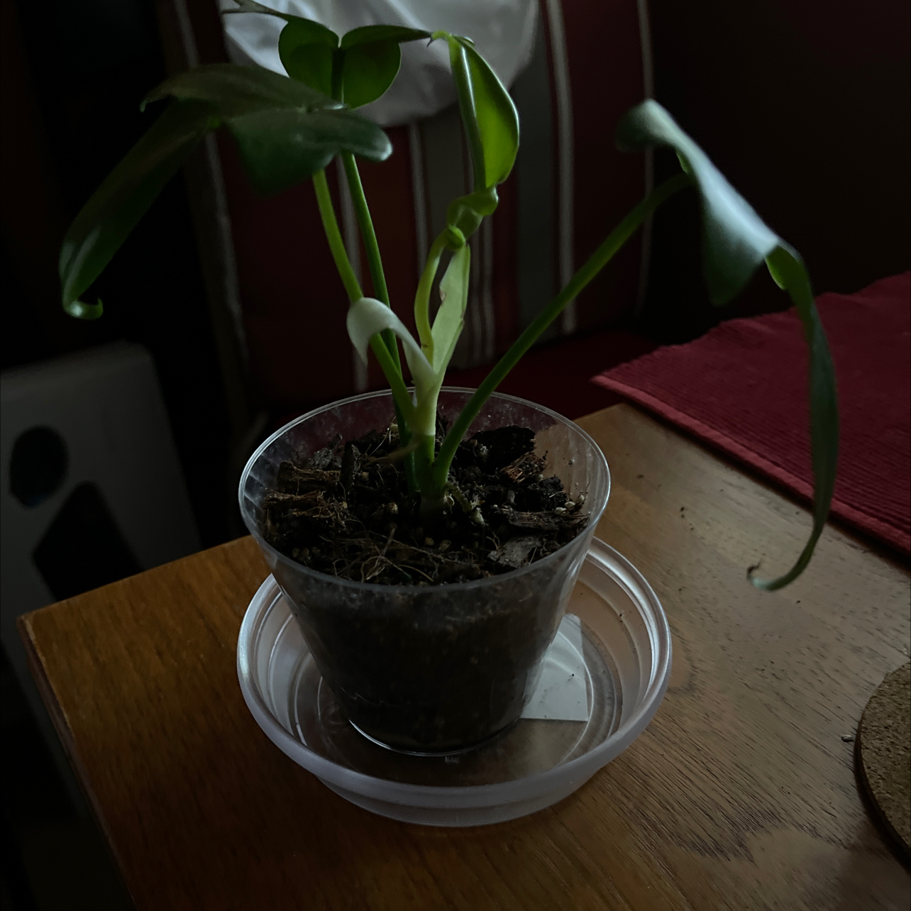 Philodendron Pedatum plant in a clear plastic pot with visible soil, placed on a wooden surface.