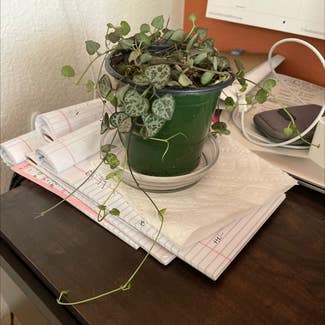 String of Hearts plant in Westminster, Colorado