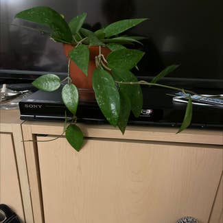 Hoya parasitica plant in Westminster, Colorado
