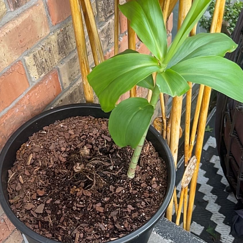Potted Scarlet Spiral-Ginger plant with broad green leaves and visible soil.