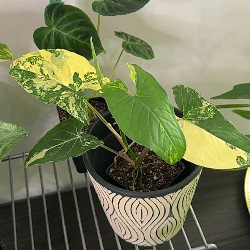 Potted Syngonium aurea plant with variegated green and yellow leaves.