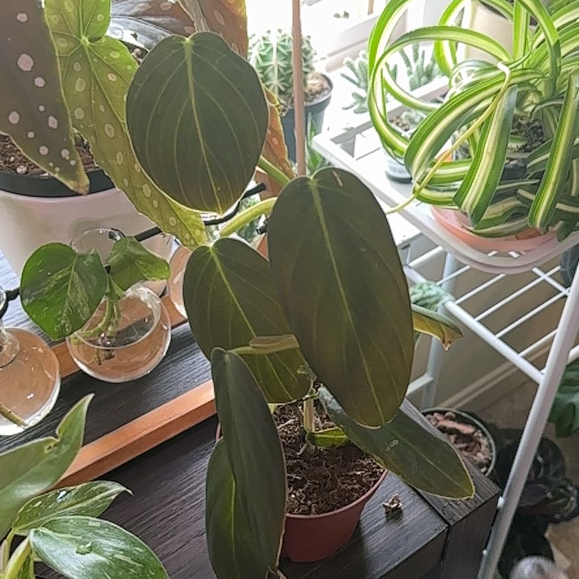 Photo of the plant species Philodendron Gigas by @Syngonium8 named Baesil on Greg, the plant care app
