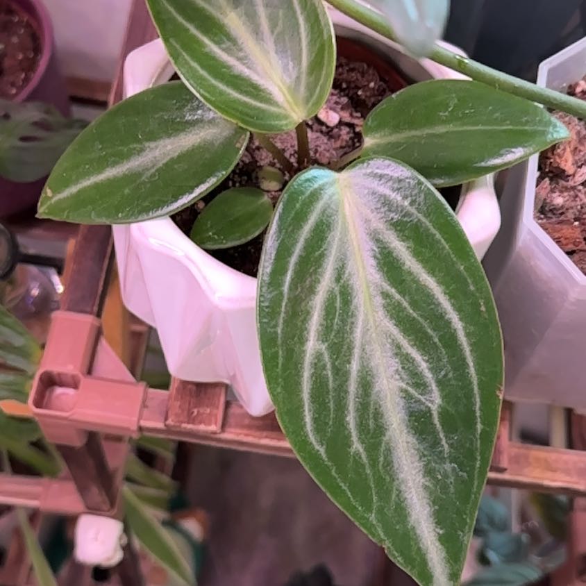 Photo of the plant species Pep. Maculosa by @Syngonium8 named Lola on Greg, the plant care app