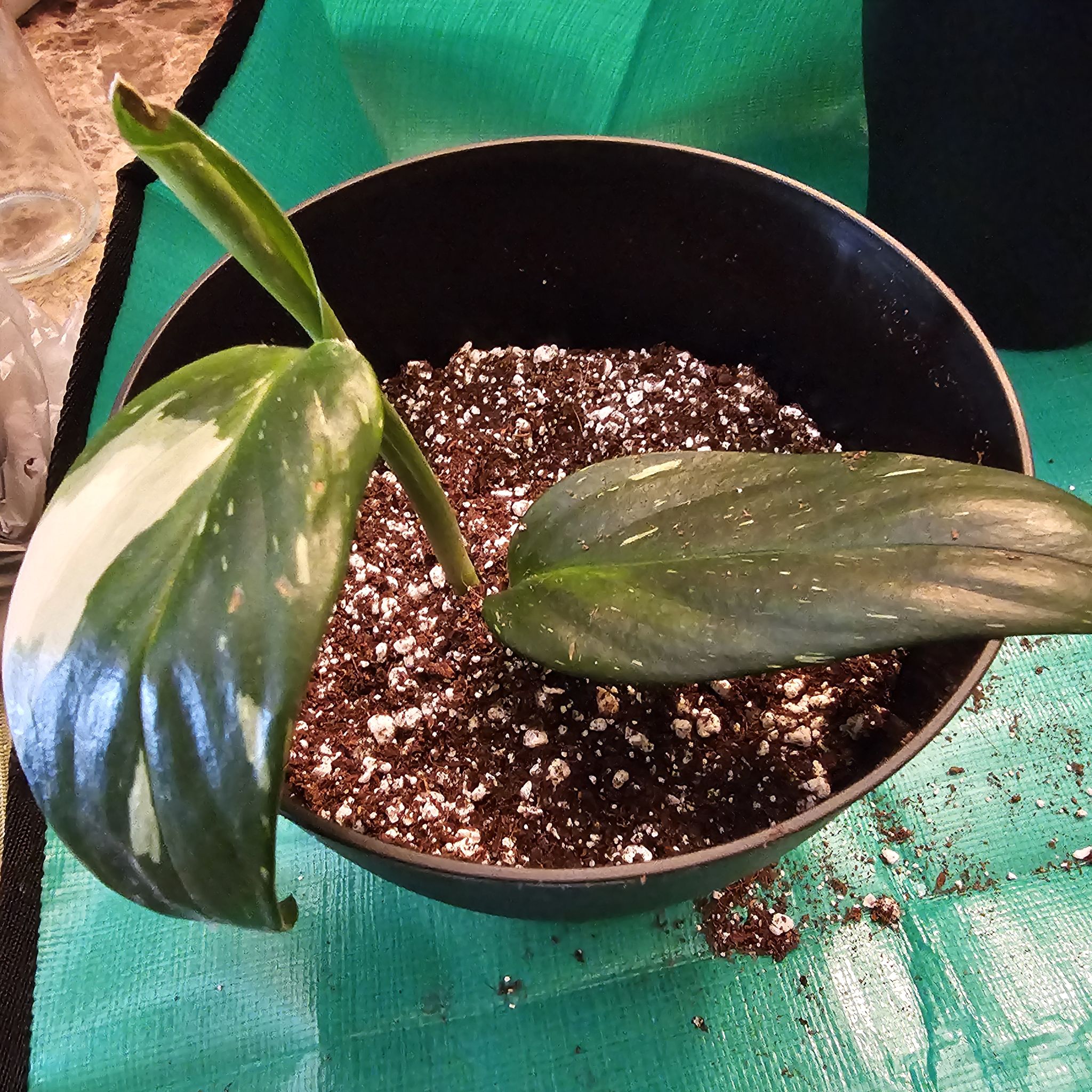 Photo of the plant species Cobra Philodendron by @Mrzmeeksworld named Moon on Greg, the plant care app