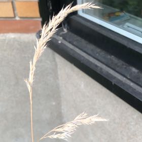 Photo of the plant species False Oat-Grass by @NoblyPassiflora named Elle on Greg, the plant care app