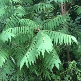 Photo of the plant species Staghorn Sumac by @NoblyPassiflora named Nithin on Greg, the plant care app