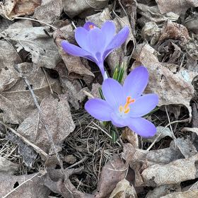 Photo of the plant species Autumn Crocus by @NoblyPassiflora named Leaf Erickson on Greg, the plant care app
