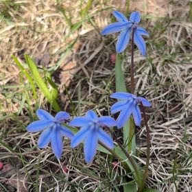 Photo of the plant species Siberian Squill by @NoblyPassiflora named Madonna on Greg, the plant care app