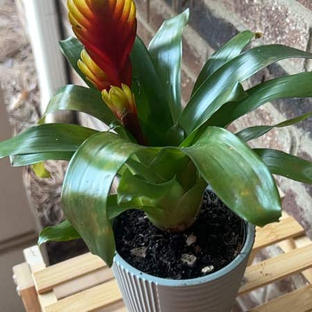 Photo of the plant species Bromeliad Vriesea by @BusyPhilo named Figyonce on Greg, the plant care app