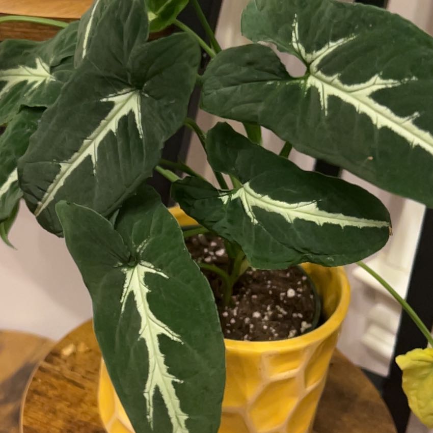 Photo of the plant species Arrrowhead Plant by @BusyPhilo named Taylor Swift on Greg, the plant care app