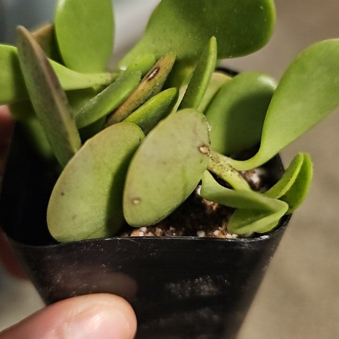 Photo of the plant species Variegated Trailing Jade by @LoveyMyPlants named Cleopatra on Greg, the plant care app