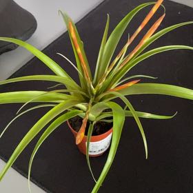 Photo of the plant species Tillandsia by @plutolou named Calcifer on Greg, the plant care app