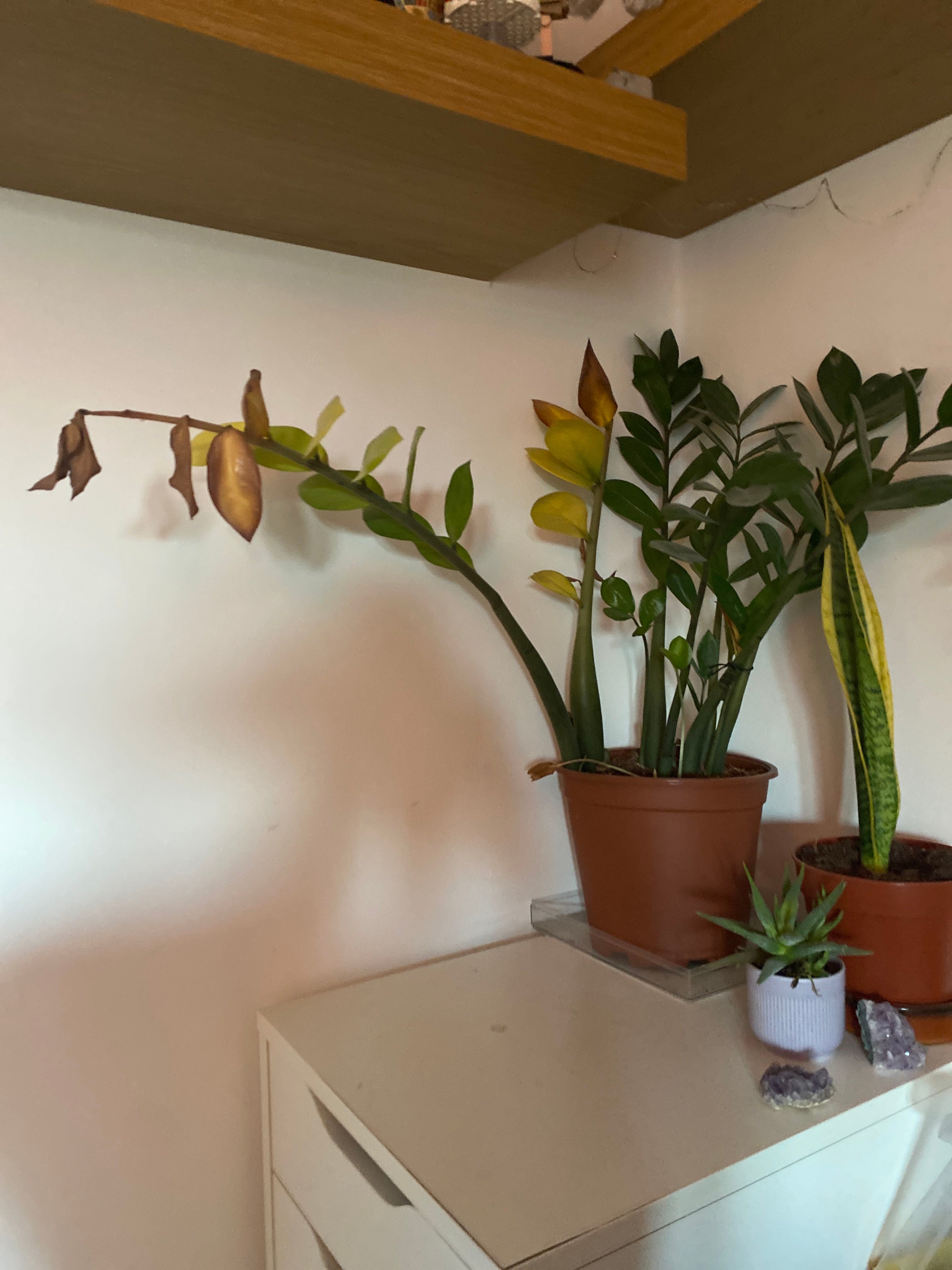 The Complete Zamioculcas zamiifolia 'Akebono' Plant Care Guide