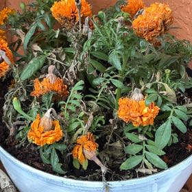 Marigold