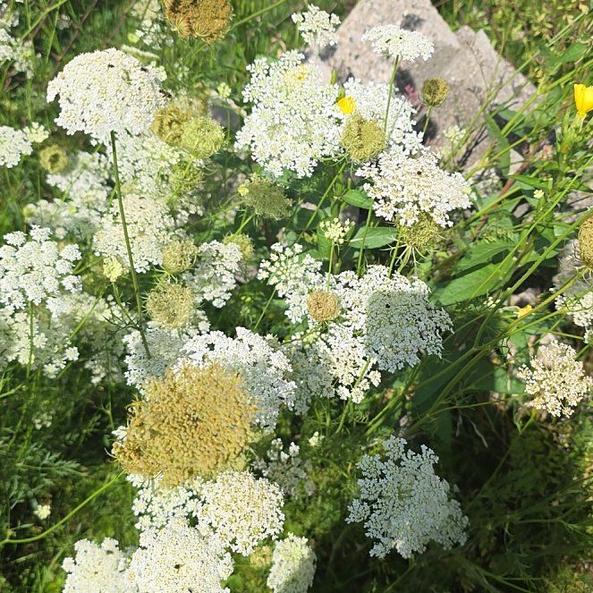 Photo of the plant species Wild Carrot by @KookySpangletop named Pax on Greg, the plant care app