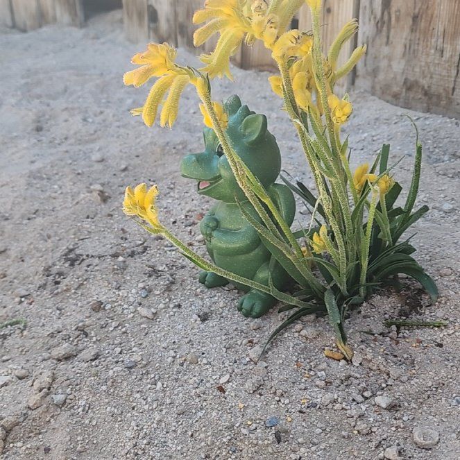 Photo of the plant species Riceflower by @JoyfulMoonglow named Dax on Greg, the plant care app