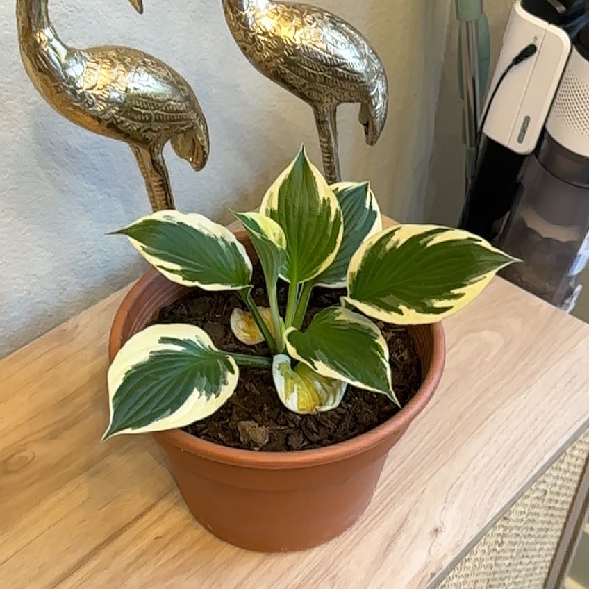 Photo of the plant species Hosta 'Frozen Margarita' by @AtypicalOregano named Orwell on Greg, the plant care app