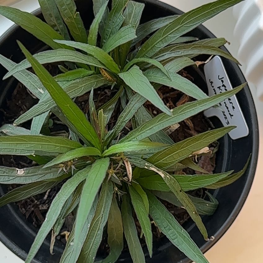 Photo of the plant species Ruellia by @AtypicalOregano named Terra on Greg, the plant care app
