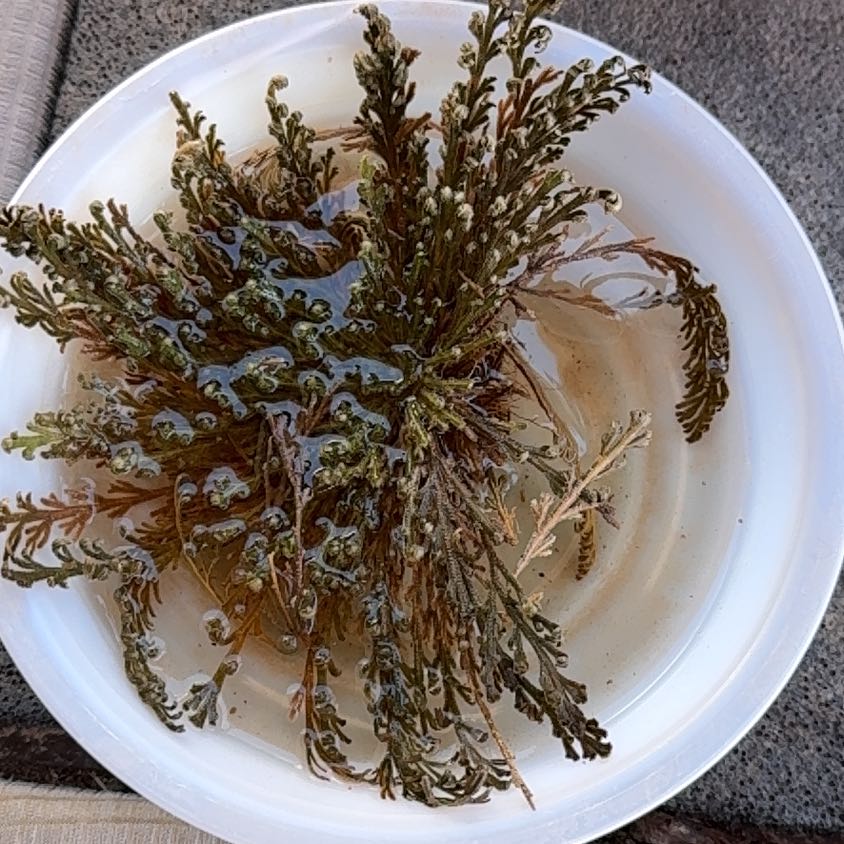 Photo of the plant species Rose of Jericho by @DeluxeDamascisa named Beckham on Greg, the plant care app
