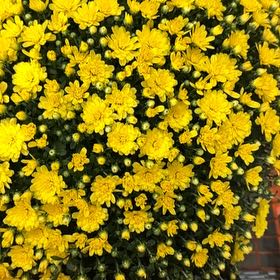 Photo of the plant species Marguerite Daisy by @DeluxeDamascisa named Bella on Greg, the plant care app
