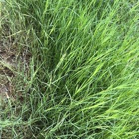 Photo of the plant species Kikuyugrass by @DeluxeDamascisa named Willow on Greg, the plant care app