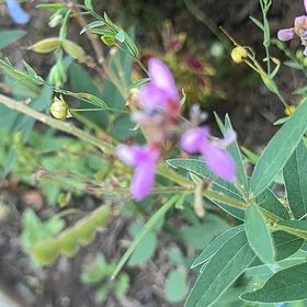 Photo of the plant species Garden Vetch by @PrimeFraserfir named Denali on Greg, the plant care app