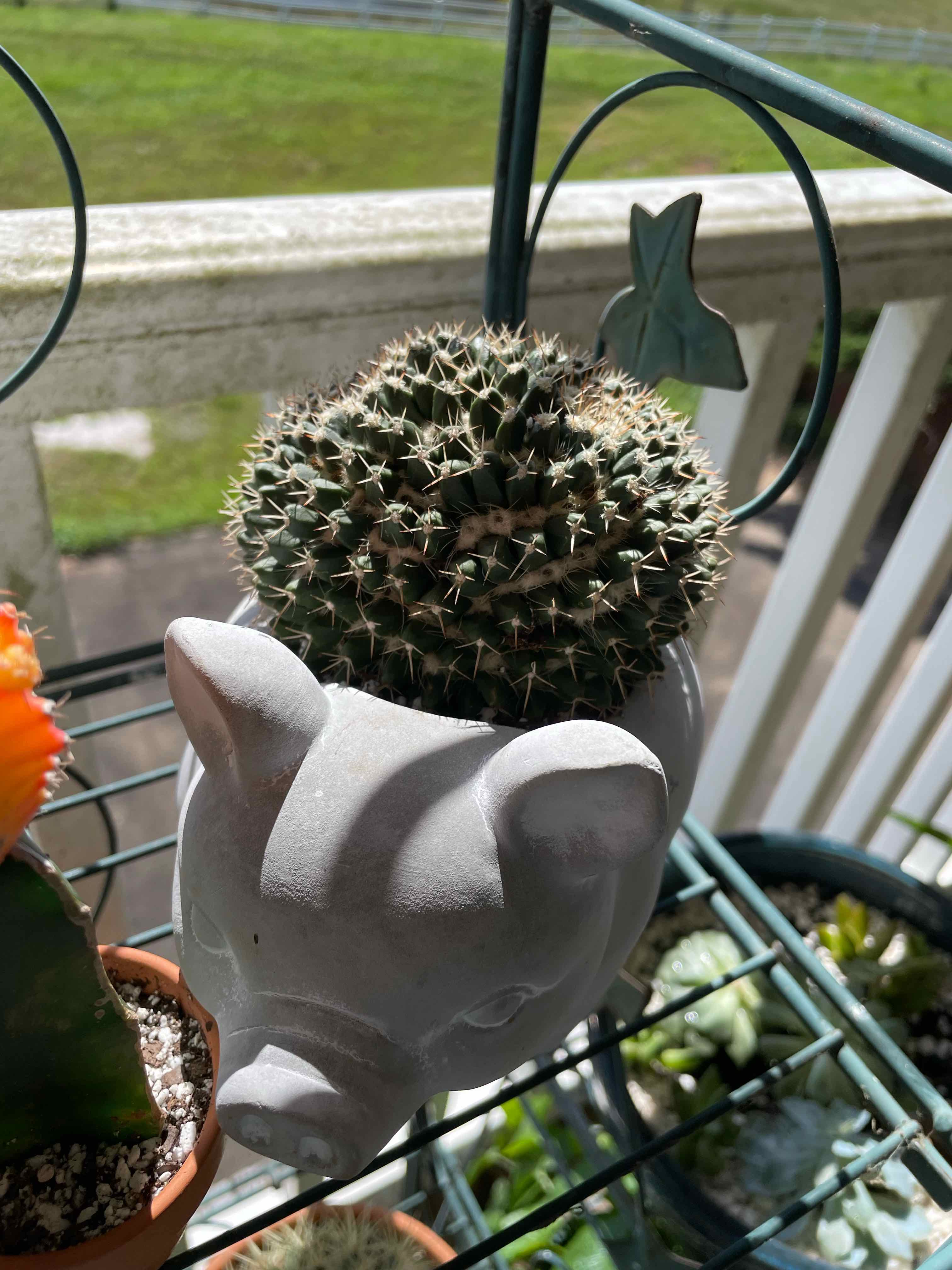 Mammillaria karwinskiana 'Nejapensis' cactus in a pig-shaped pot, healthy and well-framed.
