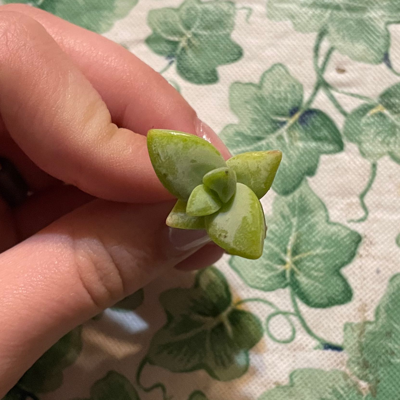 A healthy Tom Thumb succulent held by a hand against a patterned fabric background.